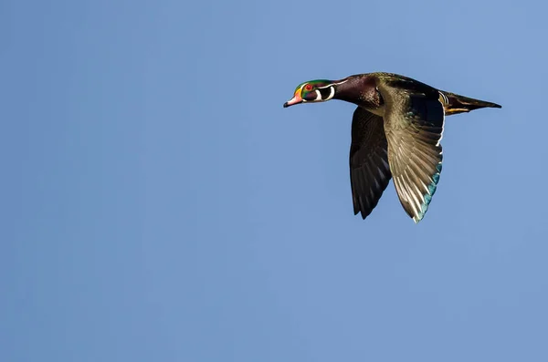 Einsame Waldenten Fliegen Einem Blauen Himmel — Stockfoto