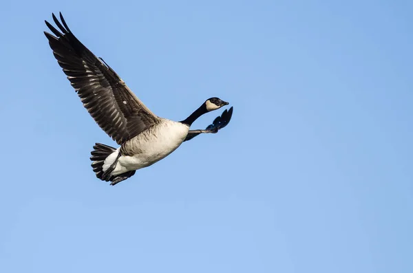 Ganso Canadá Volando Cielo Azul —  Fotos de Stock