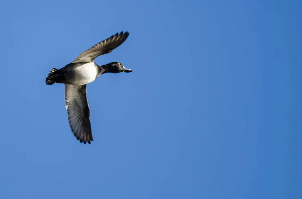 Canard Collier Volant Dans Ciel Bleu — Photo