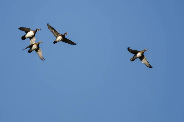 Flock Wood Ducks Flying Blue Sky — Stock Photo, Image