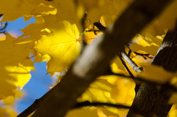 Goldene Ahornblätter Mit Der Eleganz Des Herbstes — Stockfoto