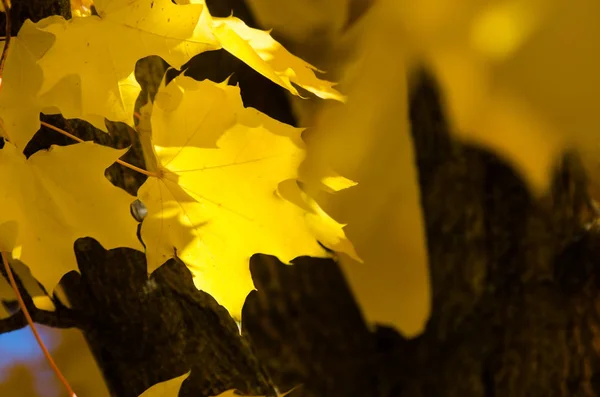 Goldene Ahornblätter Mit Der Eleganz Des Herbstes — Stockfoto