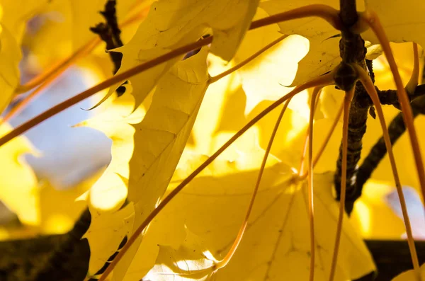 Goldene Ahornblätter Mit Der Eleganz Des Herbstes — Stockfoto