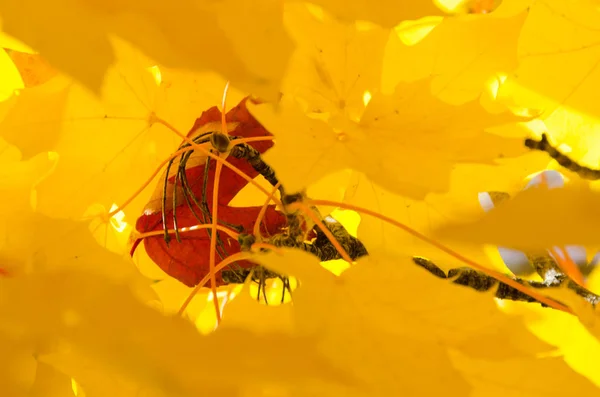 Einsames Rotes Blatt Eingebettet Zwischen Den Goldenen Ahornblättern Des Herbstes — Stockfoto