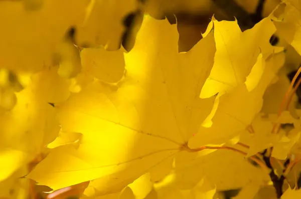 Golden Maple Leaves Exhibiting Elegance Autumn — Stock Photo, Image