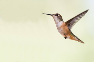 Sevimli küçük kızıl sinekkuşu uçuşta Hovering ormanın derinliklerinde