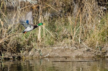 Yeşilbaş ördek alarak kapalı sonbahar gölet