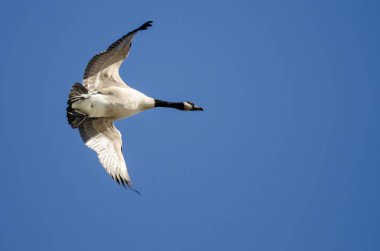Yalnız Kanada Kaz 'ı Mavi Gökte Uçuyor