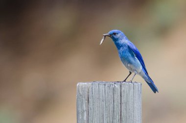 Dağ Bluebird yıpranmış ahşap direğe tünemiş iken onun Catch görüntüleme