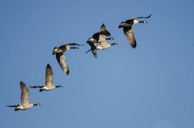Kanada Kaz Sürüsü Mavi Gökte Uçuyor