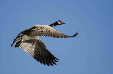 Yalnız Kanada Kaz 'ı Mavi Gökte Uçuyor
