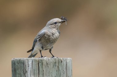 Dağ Bluebird yıpranmış ahşap direğe tünemiş iken onun Catch görüntüleme