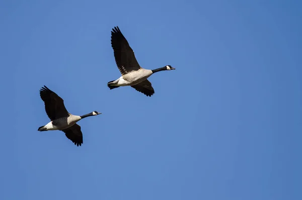 两个加拿大鹅飞在一片蓝天 — 图库照片