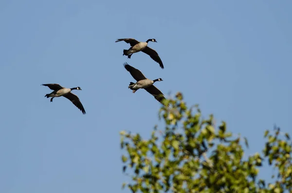 Tre Kanadensiska Gäss Som Flyger Förbi Höstträden — Stockfoto