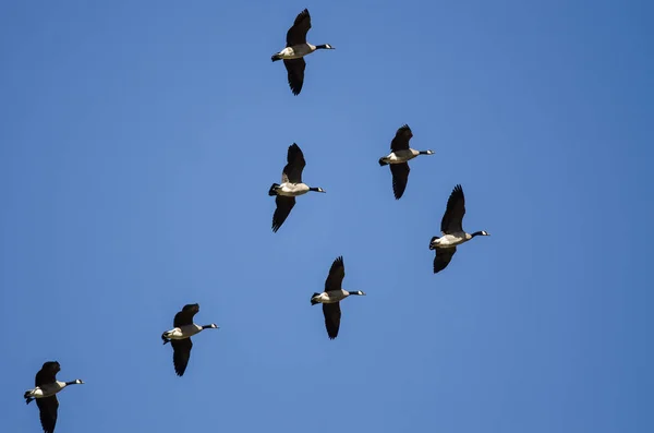 Kudde Canadese Ganzen Die Vliegen Een Blauwe Lucht — Stockfoto