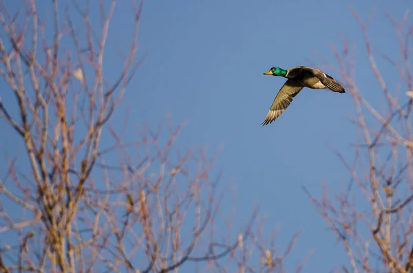 Mallard Pato Volando Más Allá Del Árbol Otoño — Foto de Stock