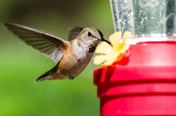 Vörhenyes Kolibri Érkezik Feeder Egy Étkezés — Stock Fotó