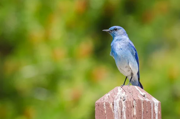 帝王山蓝鸟栖息在木柱子之上 — 图库照片