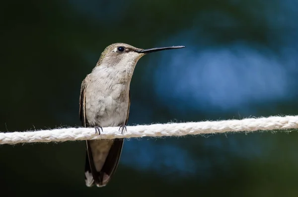 Colibrí Negro Chinned Encaramado Pedazo Tendedero Blanco —  Fotos de Stock