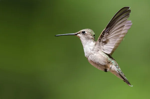 Siyah Çeneli Sinek Kuşu Uçuş Hovering Ormanın Derinliklerinde — Stok fotoğraf