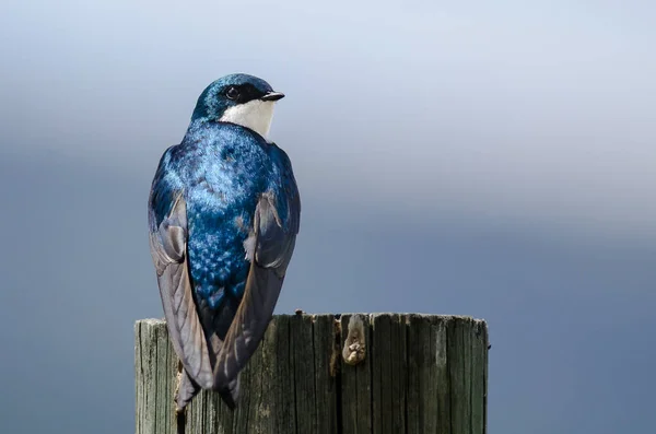 Spunky Little Tree Swallow Perched Weathered Wooden Post — стоковое фото