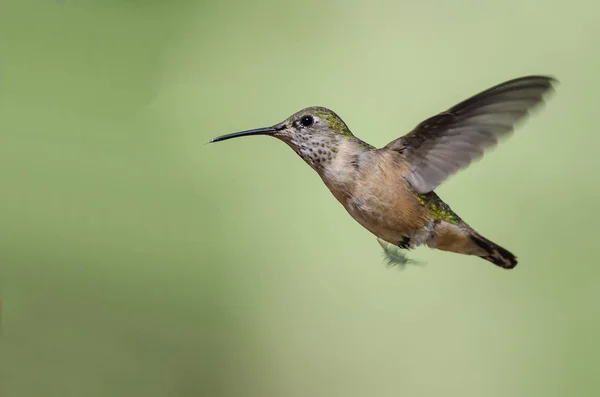 Adorável Pequeno Beija Flor Rufous Pairando Voo Profundo Floresta — Fotografia de Stock