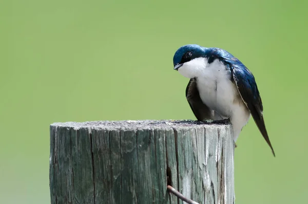 Adorable Petite Hirondelle Arbre Perchée Dessus Poteau Bois Altéré — Photo