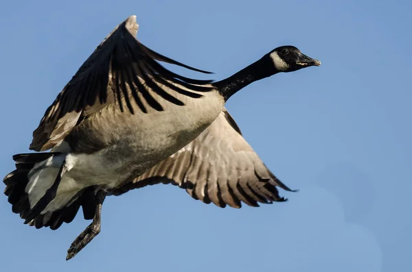 Lone Canada Goose Volant Dans Ciel Bleu — Photo