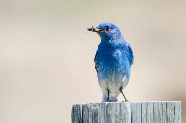 Mountain Bluebird Visar Sin Fångst Medan Uppflugen Ovanpå Ett Väderbitet — Stockfoto