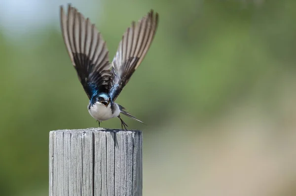 Tree Swallow Taking Flight Atop Weathered Wooden Fence Post — Stock Photo, Image