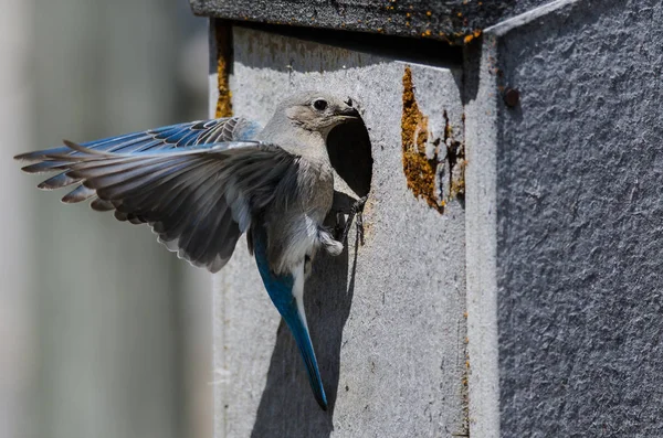 Mountain Bluebird Agarrando Sua Caixa Nidificação Madeira Weathered — Fotografia de Stock