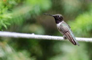 Siyah çeneli sinek kuşu beyaz Clothesline bir parçası üzerinde tünemiş