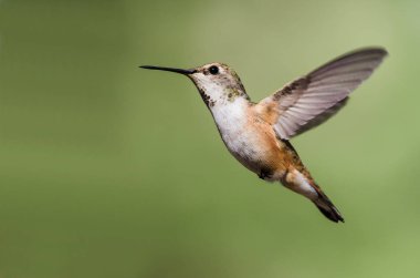 Sevimli küçük kızıl sinekkuşu uçuşta Hovering ormanın derinliklerinde
