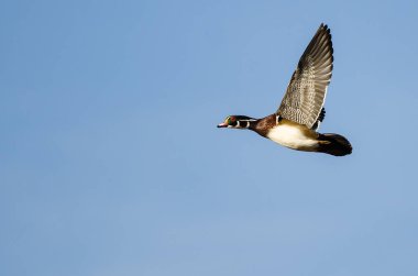 Orman Ördeği Mavi Gökte Uçuyor