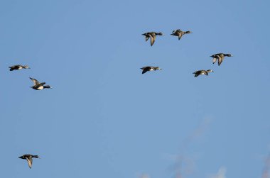 Yüzük - boyunlu mavi gökyüzünde uçan ördek sürüsü