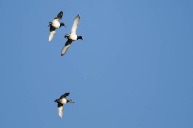 Üç Halkalı Boynlu Ördek Mavi Gökte Uçuyor