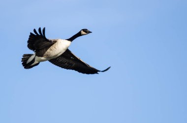 Kanada Kuğusu Mavi Gökte Uçuyor