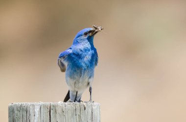 Dağ Bluebird yıpranmış ahşap direğe tünemiş iken onun Catch görüntüleme