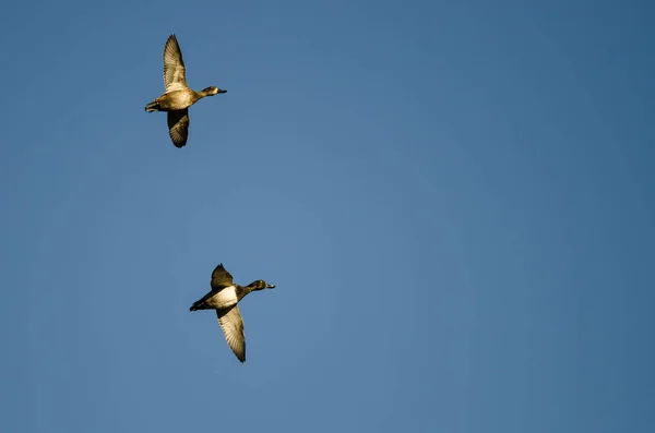 一对环颈鸭在蓝天中飞翔 — 图库照片