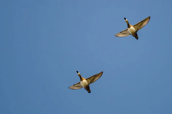 Par Patos Pescoço Anelado Voando Céu Azul — Fotografia de Stock