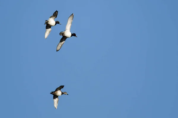 Trois Canards Collier Volant Dans Ciel Bleu — Photo