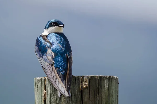 Spunky Little Tree Swallow Perched Atop Weathered Wooden Post — Stock Photo, Image