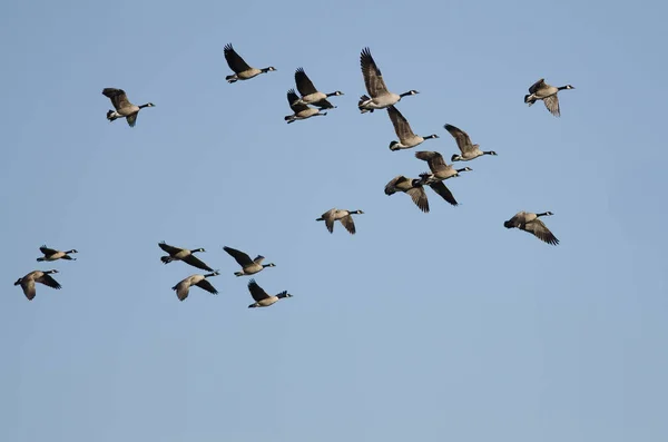 Kawanan Kanada Terbang Angsa Dalam Langit Biru — Stok Foto