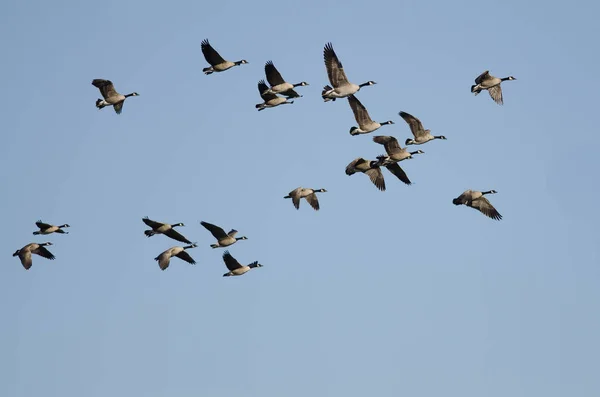 Flock Canada Geese Flying Blue Sky — Stock Photo, Image