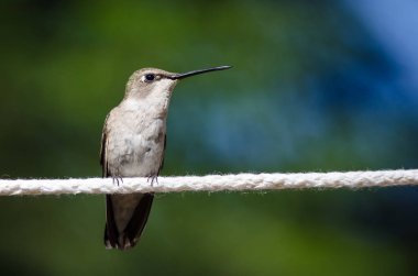 Siyah çeneli sinek kuşu beyaz Clothesline bir parçası üzerinde tünemiş