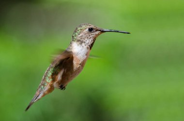 Sevimli küçük kızıl sinekkuşu uçuşta Hovering ormanın derinliklerinde