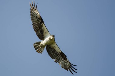 Mavi gökyüzünde uçarken doğrudan göz teması yapma sorguç