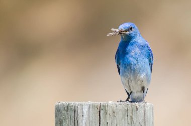 Dağ Bluebird yıpranmış ahşap direğe tünemiş iken onun Catch görüntüleme
