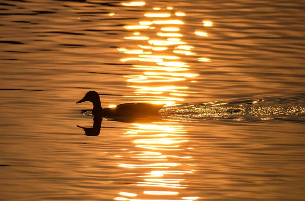 Silhouette Duck Swimming Golden Pond Sun Sets — Stock Photo, Image