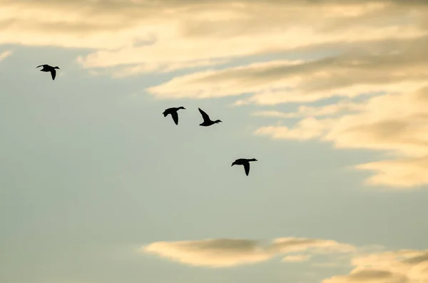 Silhouetted Stado Kaczek Latające Sunset Sky — Zdjęcie stockowe